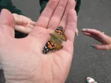 Caterpillars to Butterflies 2017