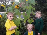 The Mc Kennedy Boys' Sunflowers