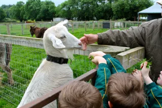 Junior Infants school trip to Glenroe farm