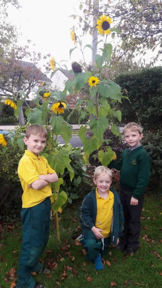 The Mc Kennedy Boys' Sunflowers