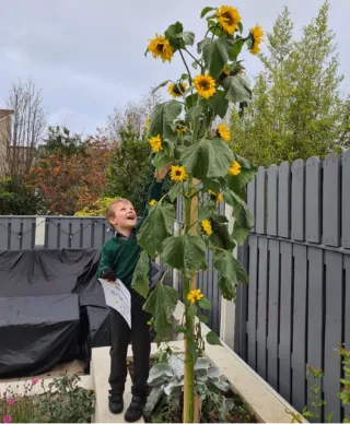 Sunflowers