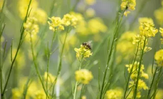 Bee in Flower