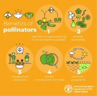 Benefits of Pollinators