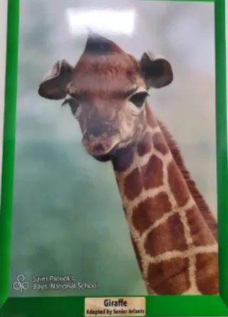 Adopt a Giraffe - Senior Infants