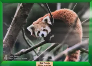 Adopt a Red Panda - 6th Class