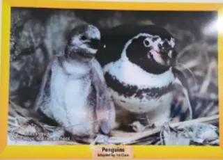 Adopt a Penguin - 1st Class