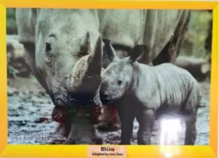 Adopt a Rhino - 2nd Class