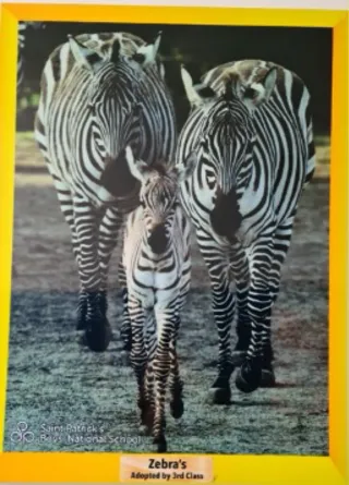 Adopt a Zebra - 3rd Class
