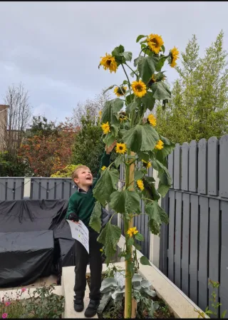 Boy with sunflower